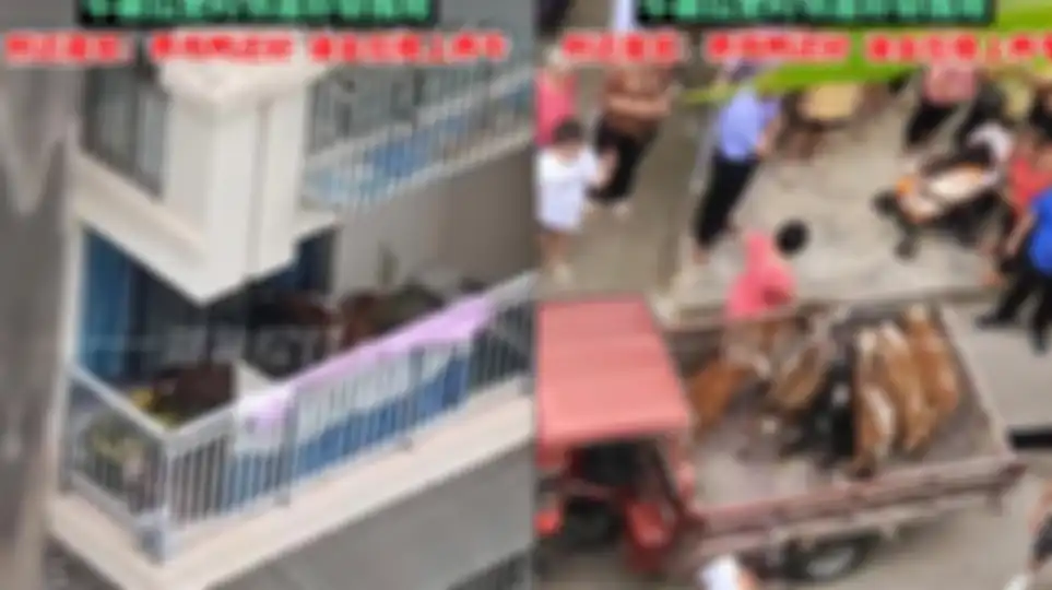 Viral seorang pria memelihara 7 ekor anak sapi di balkon apartemennya yang membuat para tetangga protes. 