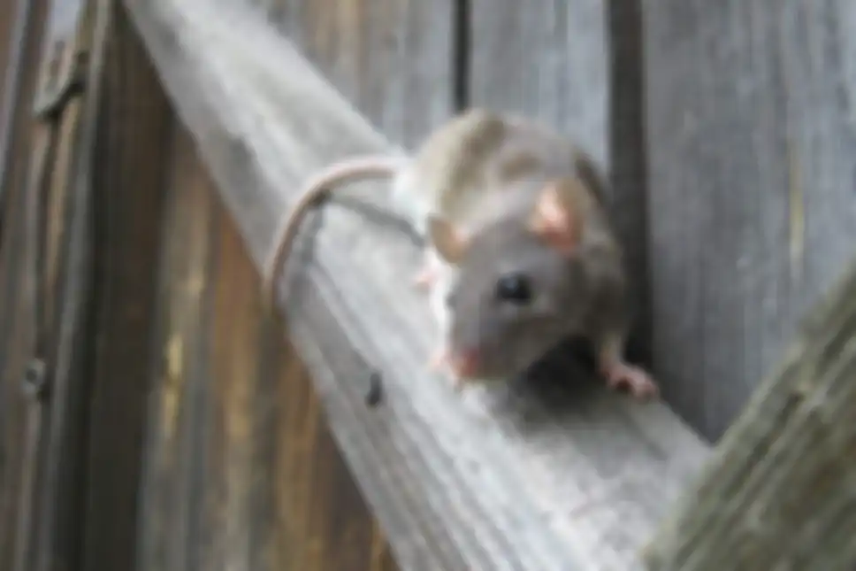 Mengusir tikus dari rumah