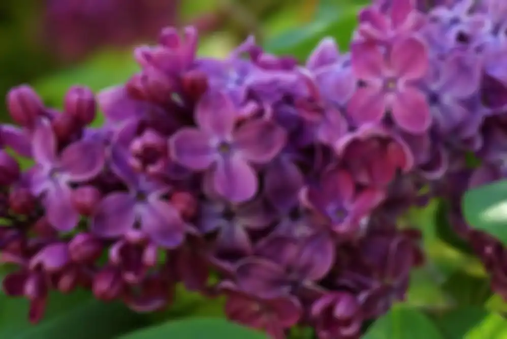 Bunga Lilac.