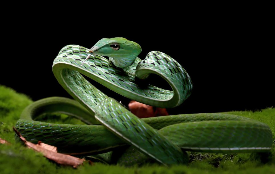 Ular juda kop sperma ichishadi