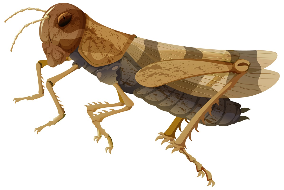 Arti Mimpi Mendengar Suara Jangkrik: Pesan Tersembunyi Di Malam Hari