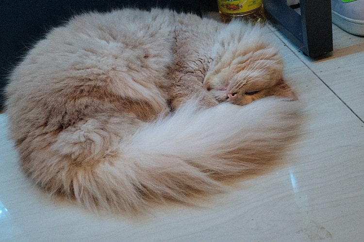 Mengapa Kucing Senang Menggerakkan Ekornya Ketika Tidur Adjar