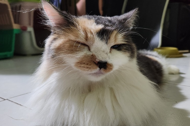 Mengapa Kucing Senang Membangunkan Pemiliknya Di Pagi Buta Adjar