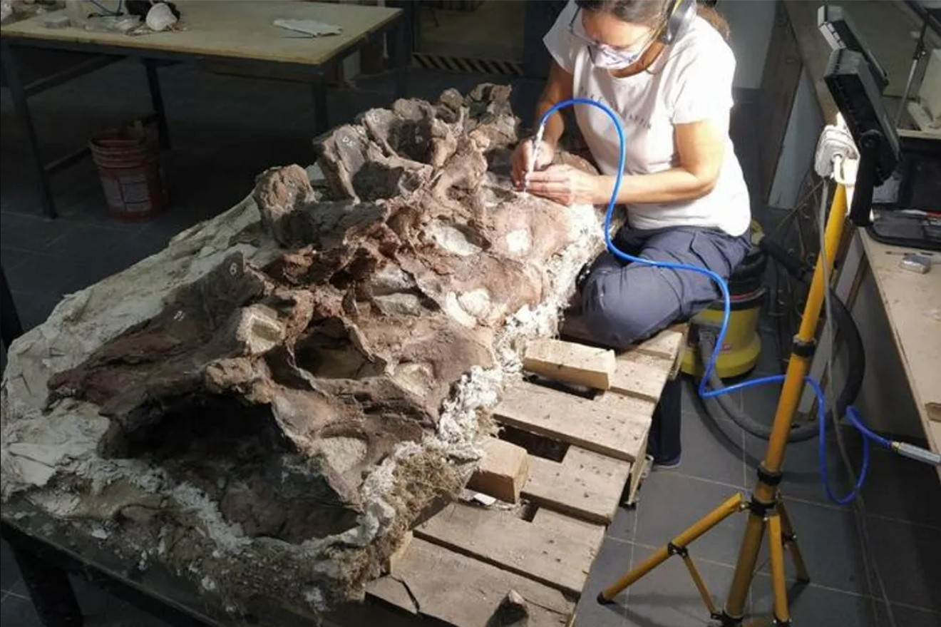 First Brachiosaurid Fossil Found in South America Reveals 155-Million-Year-Old Dinosaur Discovery