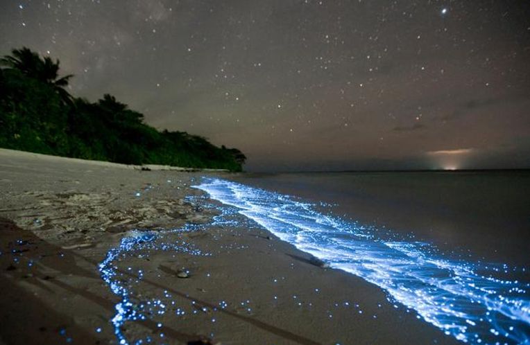 Keren, Kita Bisa Lihat Pantai Glow in The Dark di Pulau Vaadhoo! - Semua  Halaman - Bobo