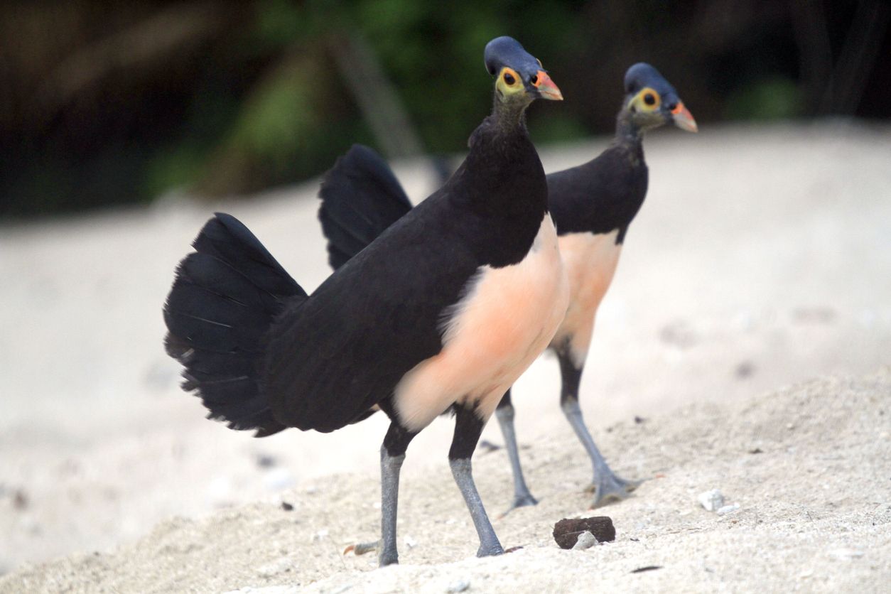 Inilah Maleo, Burung Cerdik dari Sulawesi! Simak Penjelasannya - Semua  Halaman - Bobo