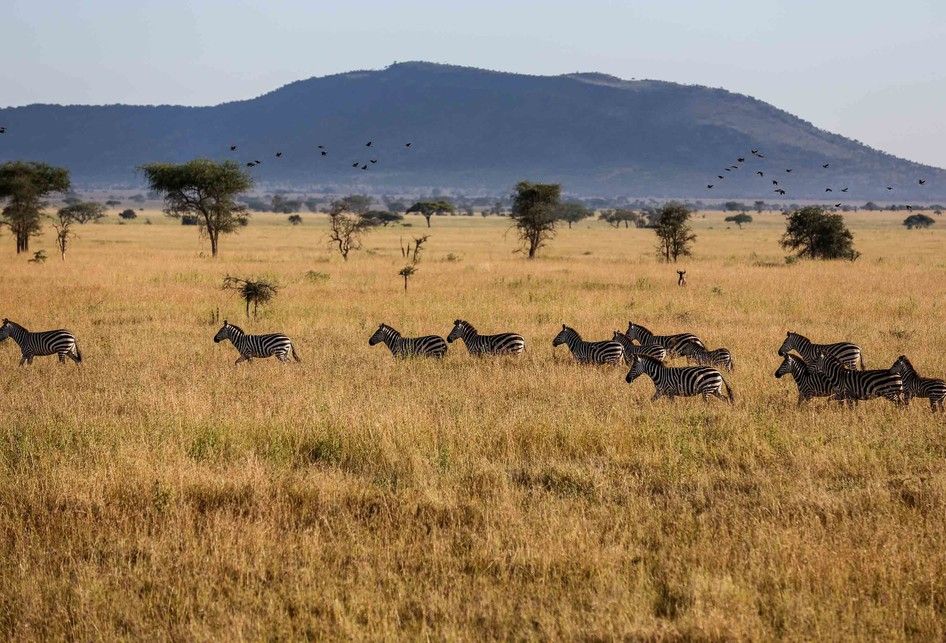 Inilah Taman Nasional Serengeti, Situs Warisan Dunia oleh UNESCO - Semua  Halaman - Bobo