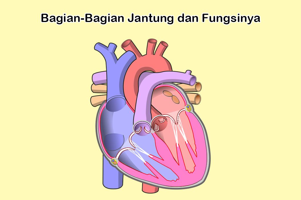 Bagian-Bagian Jantung dan Fungsinya, Mulai dari Perikardium hingga Katup