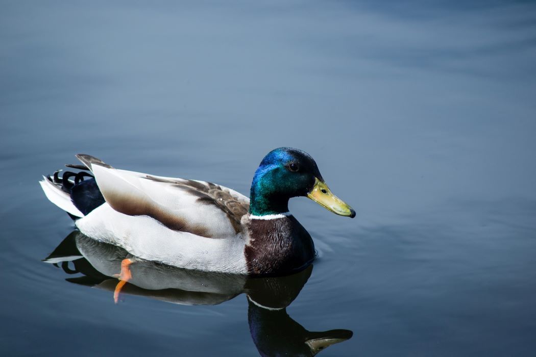Mengulik Fakta Menarik Bebek Mallard, Spesies Bebek Paling Melimpah di  Dunia - Semua Halaman - Bobo