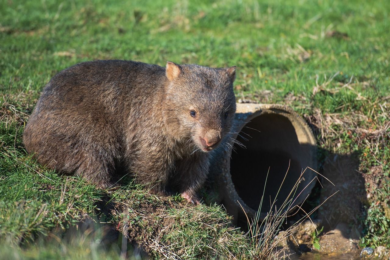 Tak Hanya Kanguru, Ini 7 Hewan Endemik Asli Australia, Salah Satunya Wombat - Semua Halaman - Bobo