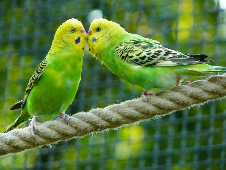 5 Fakta Unik dari Burung Parkit, dari Bulu Indah hingga Kecerdasannya -  Semua Halaman - Bobo