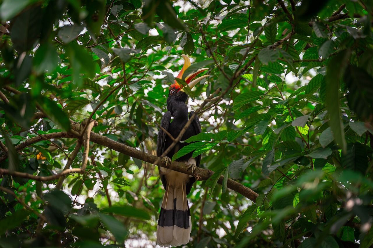 5 Fakta Unik Rangkong Badak, Burung yang Punya Cula Seperti Badak - Semua  Halaman - Bobo