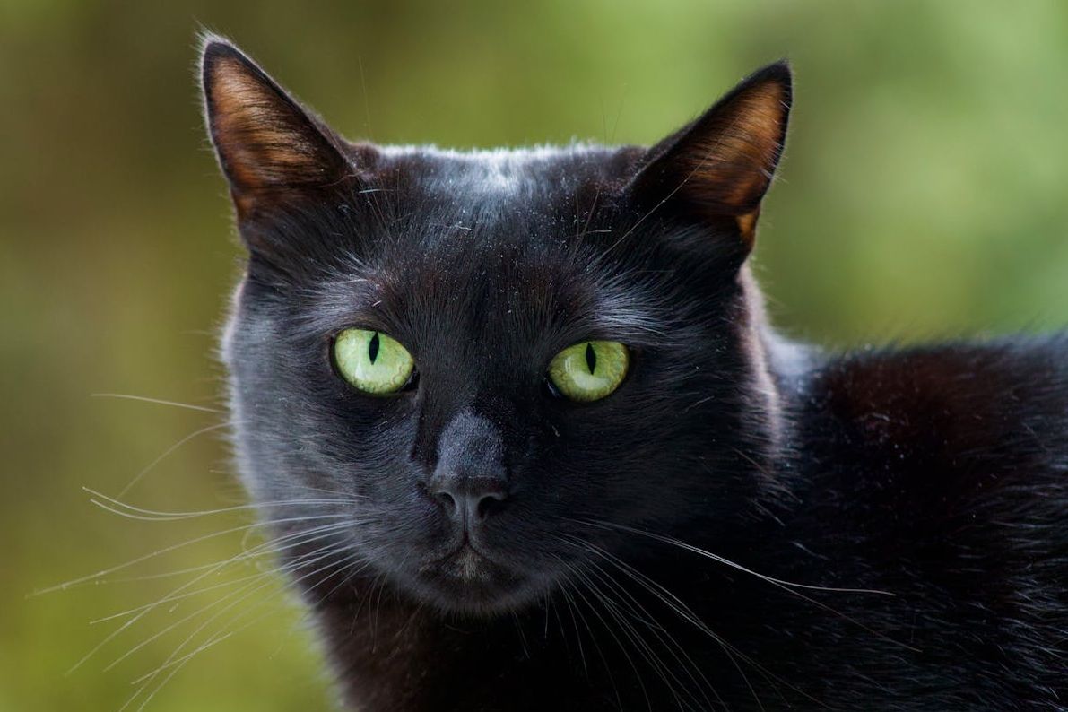 Unik, di Negara Ini Kucing Hitam Justru Dianggap Keberuntungan - Semua  Halaman - Bobo