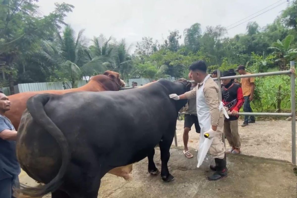 Prabowo Kurban 985 Sapi Idul Adha Langsung Serahkan Untuk Seluruh Provinsi 4 Prabowo Kurban 985 Sapi Idul Adha Langsung Serahkan Untuk Seluruh Provinsi