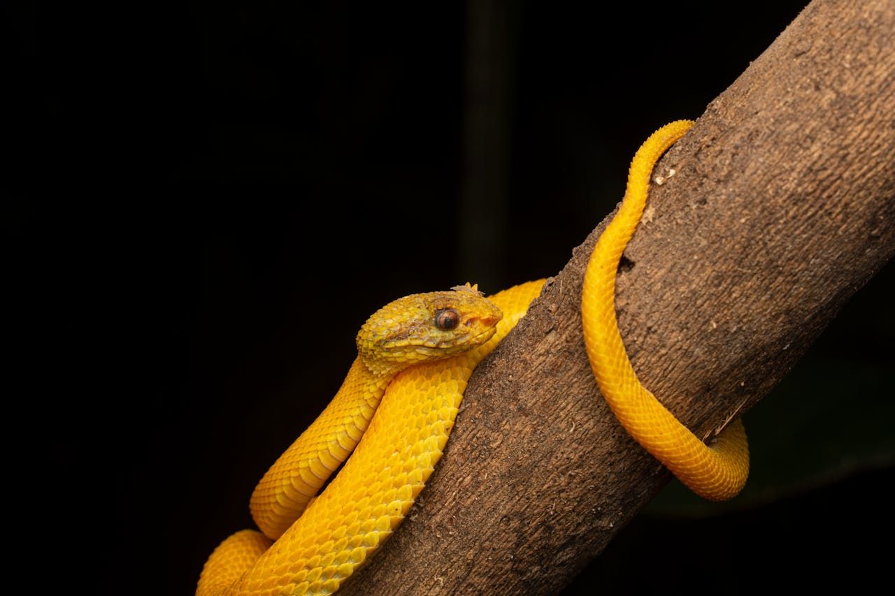 Oltin dush ekstremal porno