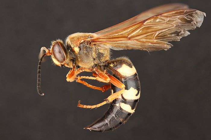 Sphecius speciosus adalah spesies tawon penggali besar. Pembunuh cicada adalah tawon besar dan soliter dalam famili Crabronidae. Nama tersebut dapat diterapkan untuk setiap spesies yang memangsa cicada, meskipun di Amerika Utara.