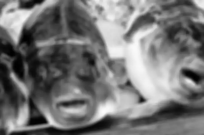 Dua Kali Makan Ikan Buntal Hasil Pancingan, Pasangan Suami Istri di Banyuwangi Tewas Usai Mengeluh Pusing dan Mual, sang Anak Selamat Lantaran Tak Ikut Makan
