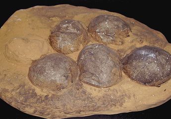 Ragam Fakta Unik seputar Telur Dinosaurus yang Diungkap Catatan Fosil