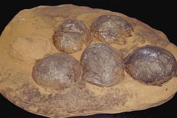 Ragam Fakta Unik seputar Telur Dinosaurus yang Diungkap Catatan Fosil