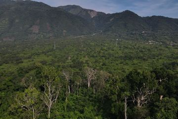 Lokasi Hutan Ranjuri di Kabupaten Sigi tidak jauh dari ibu kota Provinsi Sulawesi Tengah, Palu. Hutan sangat berperan penting dalam kehidupan manusia. Ada beberapa hal yang perlu disorot dalam pelestarian hutan di Indonesia.