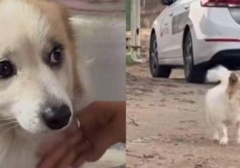 Nyesek, Anjing Bernama Pudding Setia Tunggu 9 Majikan yang Jadi Korban Tewas Pesawat Jeju Air, Begini Akhirnya