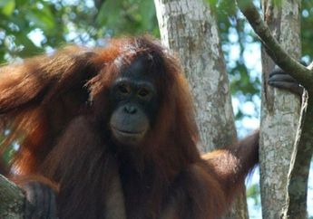 20 Tahun Lalu Dijadikan Pelacur di Kalteng Demi Pemuas Napsu Manusia Biadab, Begini Nasib Pony sang Orangutan Usai Diselamatkan