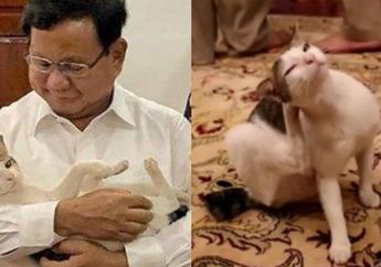 Naik Kasta dari Kucing Jalanan, Bobby Makhluk Bulu Kesayangan Prabowo Subianto Disebut Berlaku Bak Bos: Dia Kurang Ajar Kadang