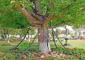 125 Tahun yang Lalu Dirantai Tentara Inggris, Pohon di Pakistan Masih Berdiri Sampai Sekarang, Ternyata Ini Alasannya Dibelenggu Besi