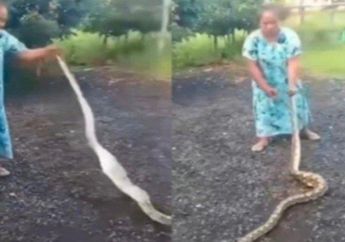 Ketemu Ras Terkuat di Bumi, Ular Piton Raksasa Ini Dibanting Ibu-ibu yang Kesal Sambil Ngedumel: Emak Cosplay Jadi Panji Petualang