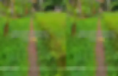 Viral di TikTok Seorang Warga Magelang Beli Lahan Rp 1 Miliar, Rela Bangun Jalan untuk Akses ke Rumahnya di Kampung