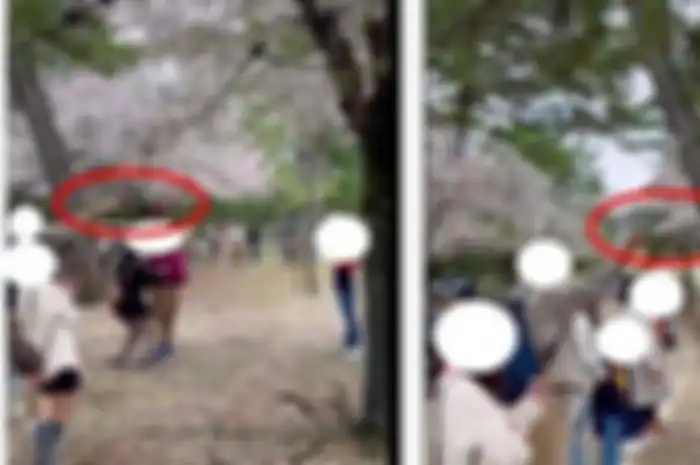 Viral, aksi turis Indonesia sengaja rontokkan bunga sakura di Jepang demi konten