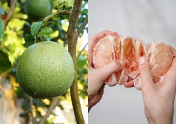 5 Arti Mimpi Panen Jeruk Bali, Ternyata Jadi Pertanda Keberuntungan di Kehidupan Nyata, Simak Penjelasannya