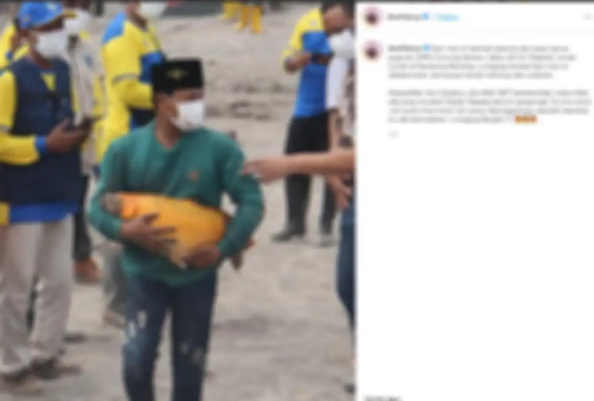 Seekor ikan mas selamat dari bencana Gunung Semeru