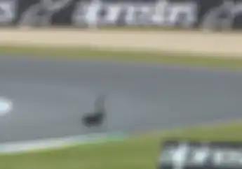 Video Hewan-hewan yang Muncul di Sirkuit Phillip Island Jelang MotoGP Australia, Bahaya Nih