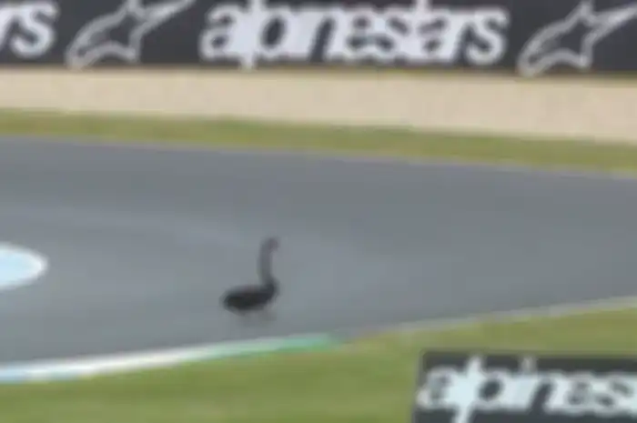 Seekor angsa melewati sirkuit Phillip Island