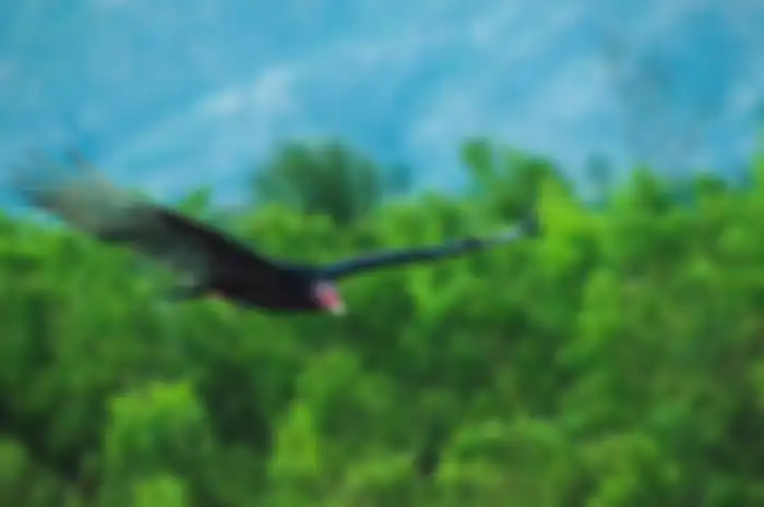 Ilustrasi burung bangkai