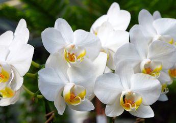 5 Arti Mimpi Diberi Hadiah Bunga Anggrek, Ternyata Jadi Pertanda Adanya Kedalaman Perasaan Cinta Ini, Simak Penjelasannya