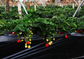 5 Arti Mimpi Pergi Jalan-jalan ke Kebun Buah Stroberi, Ternyata Jadi Pertanda untuk Menikmati Hal Ini dalam Hidup, Simak Penjelasannya