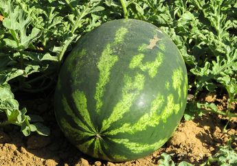 5 Arti Mimpi Menanam Buah Semangka, Ternyata Jadi Pertanda Kebahagiaan dan Mempersiapkan Hal Ini dalam Hidup, Simak Penjelasannya