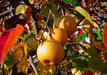 5 Arti Mimpi Memetik Buah Pir, Ternyata Pertanda Bakal Dapat Rezeki, Simak Penjelasannya