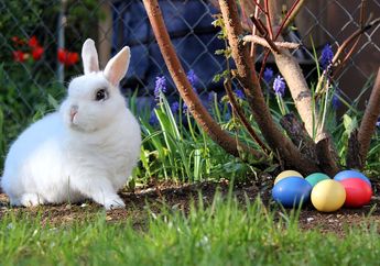 4 Hal yang Identik dengan Paskah, Mulai dari Telur hingga Bunga Lily, Ternyata Ini Sejarah di Baliknya