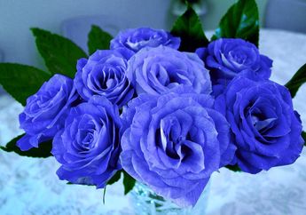 5 Arti Mimpi Diberi Bunga Mawar Biru oleh Pacar, Ternyata Jadi Pertanda Perasaan Ini, Simak Penjelasannya