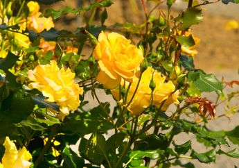 5 Arti Mimpi Diberi Bunga Mawar Kuning oleh Kekasih, Ternyata Jadi Pertanda Hal-hal Baik Ini, Simak Penjelasannya