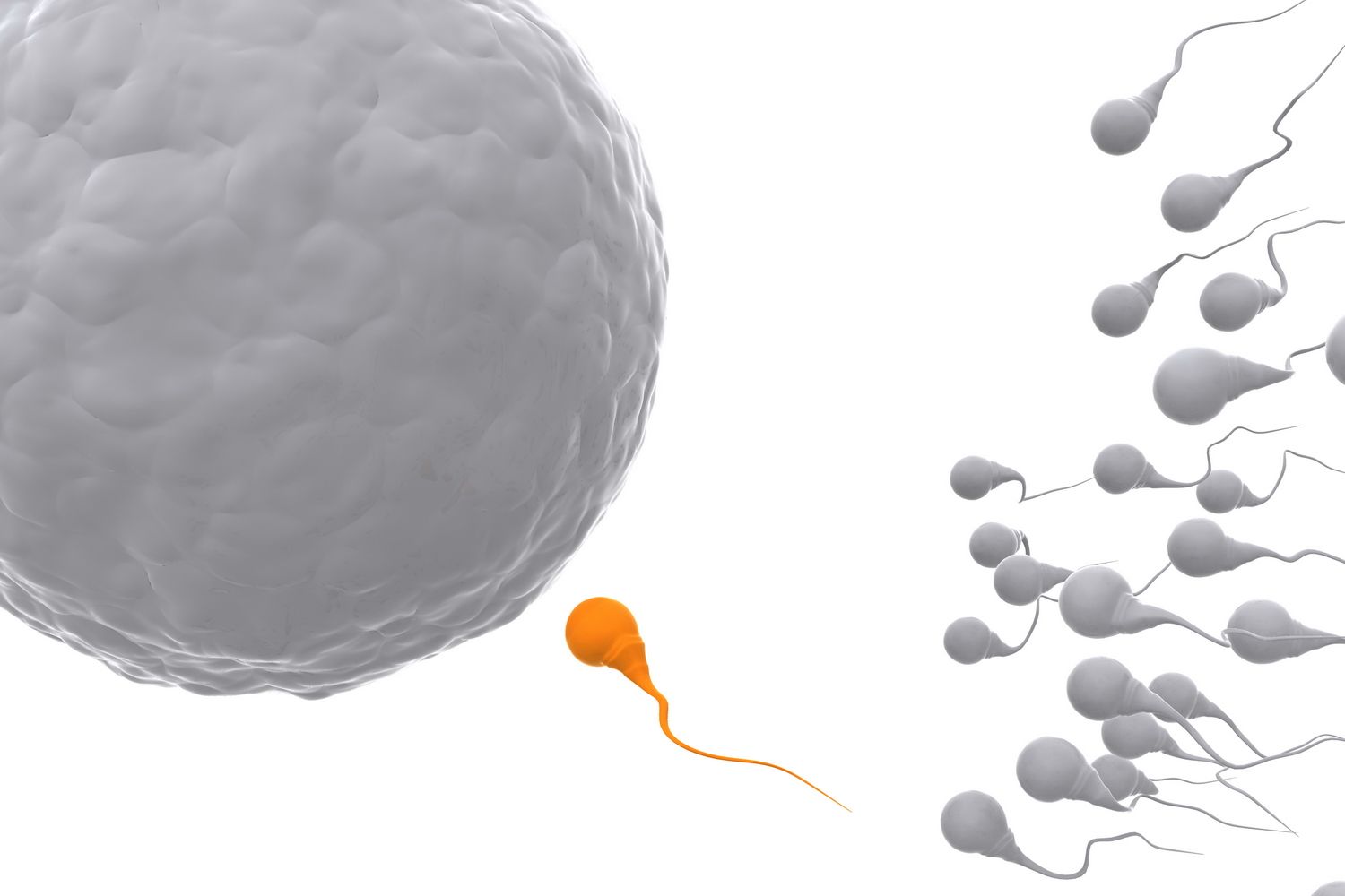 Qora erkak oz xizmatkorini eshagiga uradi, chunki u unga boysunmaydi, u uning sikini soradi va qora Mushketyorlar jinsiy aloqa Va qilich les mousquetaires de sexe et depee marc dorcel