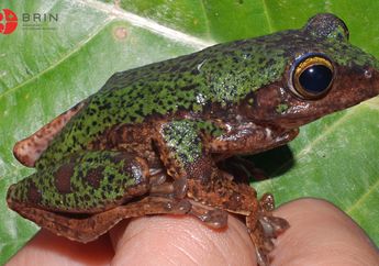 Peneliti BRIN Temukan Spesies Baru Katak Pohon Endemik Sulawesi