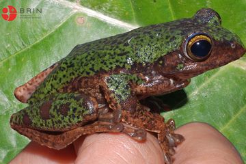 Peneliti BRIN Temukan Spesies Baru Katak Pohon Endemik Sulawesi