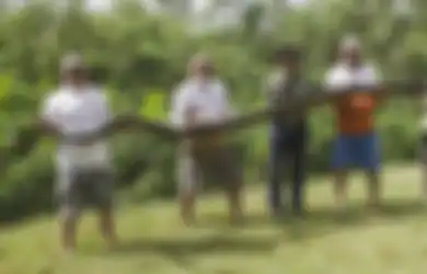 Berbobot 75 Kg dengan Panjang Capai 5 Meter, Piton Ini Disingkirkan Beserta 50 Telur di Sarangnya