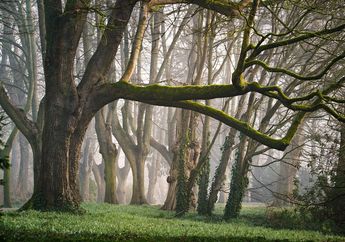 Arti Mimpi Kabut yang Menutupi Hutan, Ternyata Jadi Pertanda Hal Ini, Simak Penjelasannya