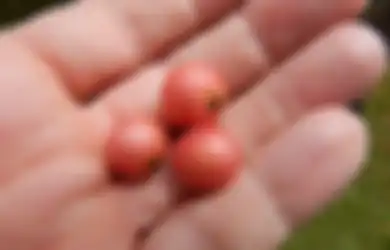 Harganya Capai Setengah Juta per Kilo, Buah Ini Bisa Bantu Sembuhkan Penyakit Jantung Hingga Kanker Usus Lho