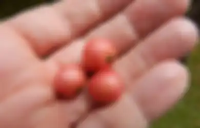 Harganya Capai Setengah Juta per Kilo, Buah Ini Bisa Bantu Sembuhkan Penyakit Jantung Hingga Kanker Usus Lho